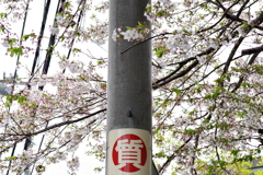 桜散歩 (6)
