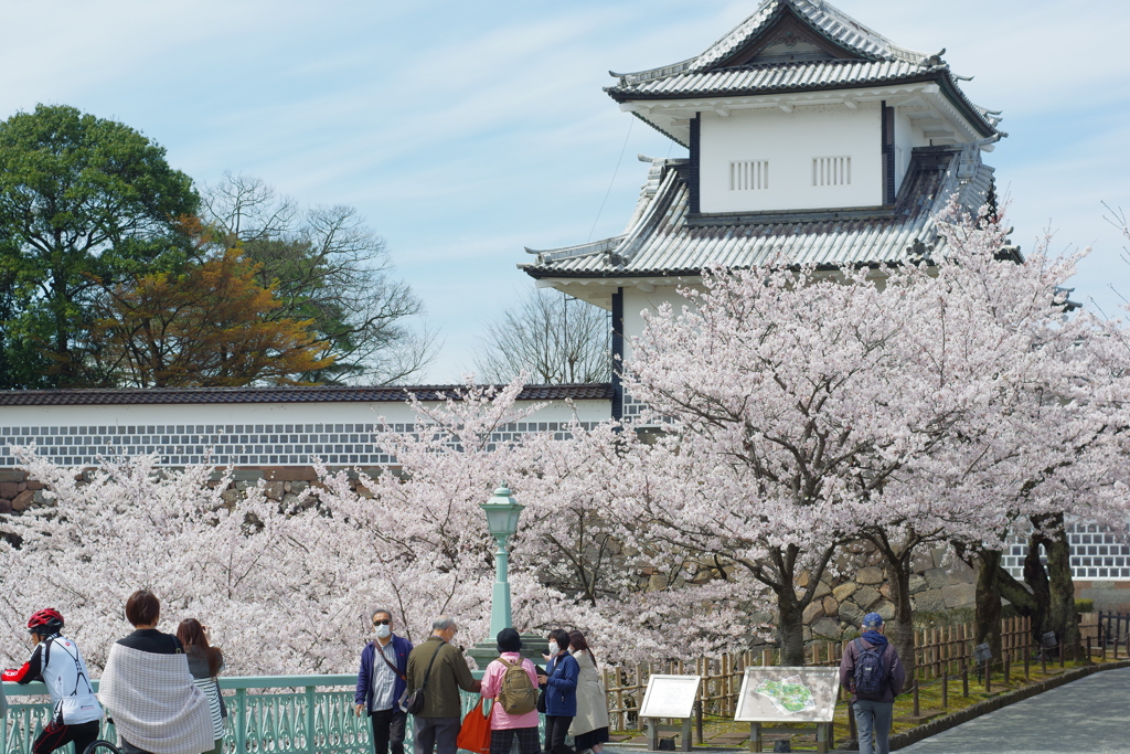 金沢城跡 桜散歩 5000円のレンズで撮ってみる (7)