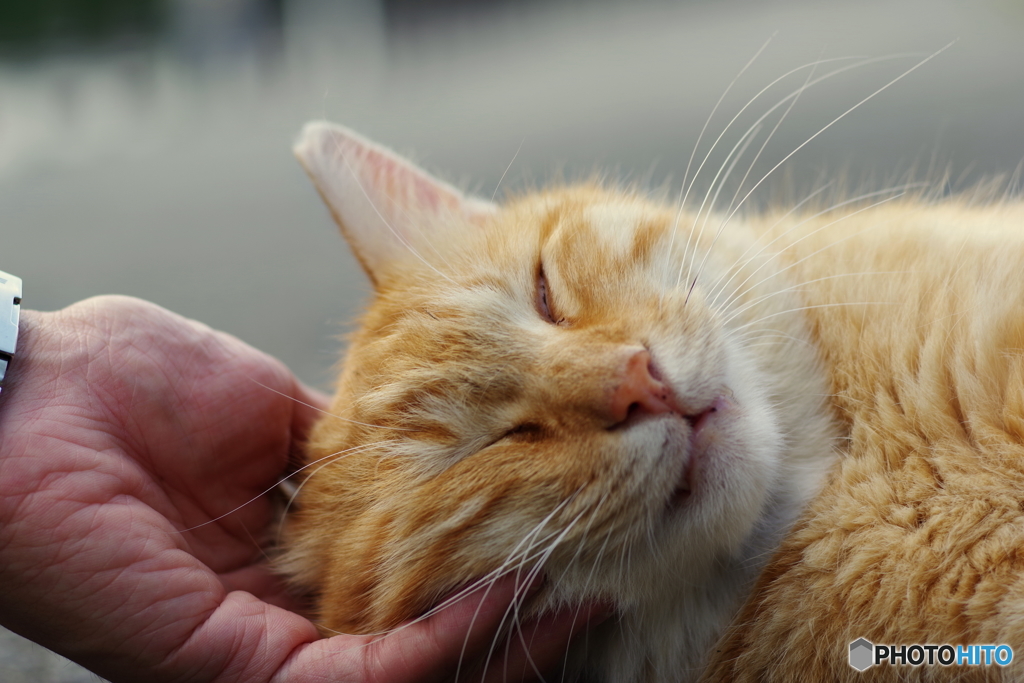 今日のノラ猫さん 20 爆睡