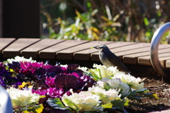 梅と鳥 さようなら酉年 (5)