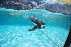 のとじま水族館　ぺんぎん