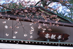 金沢 兼六園 桜