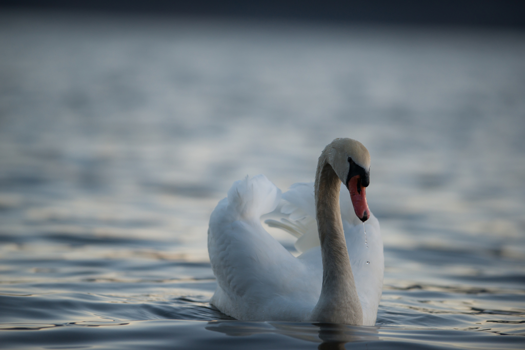 白鳥と湖