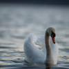白鳥と湖