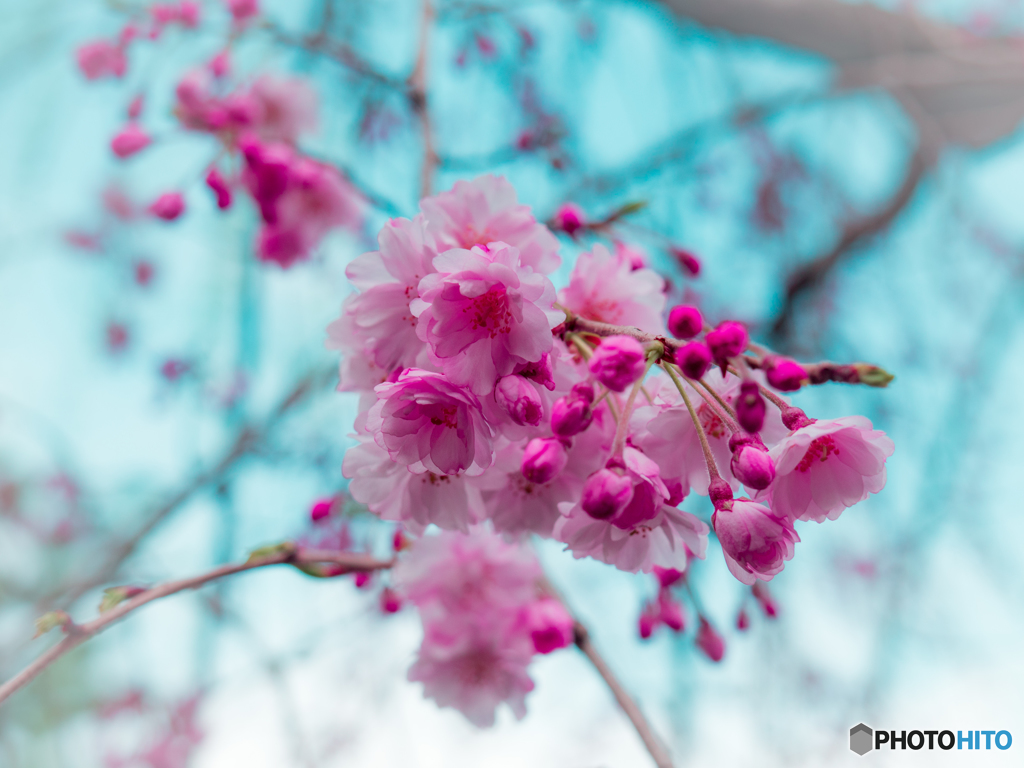 桜