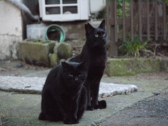 黒猫 