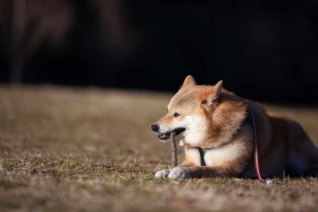 コロン君　ちょっと今、忙しいです