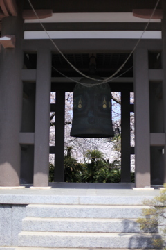 覚王山日泰寺の桜　その④