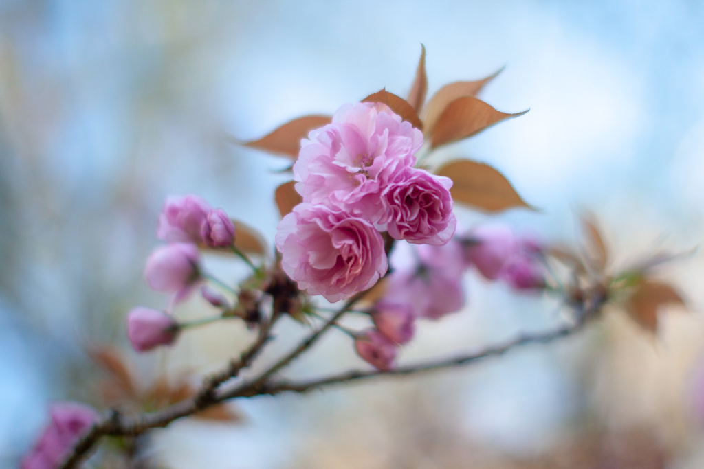 ぼたん桜　トリプル
