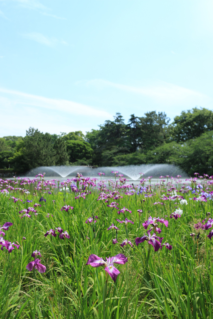 花しょうぶ　名城公園　