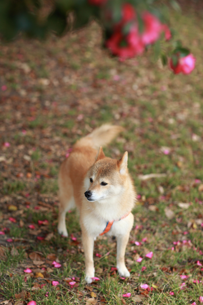 山茶花の季節