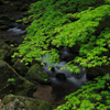 新緑を流れる