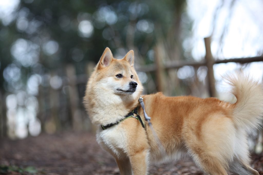 コロン君　大高緑地公園