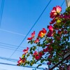 電線とひこうき雲