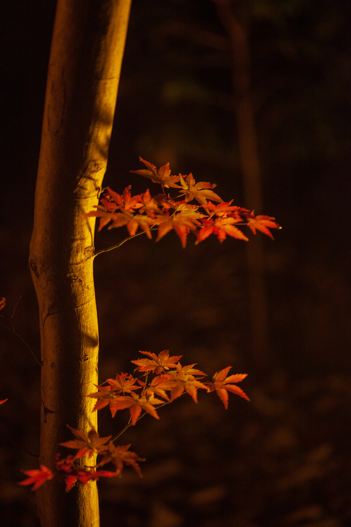 紅葉ライトアップ　DAY２　その②