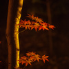 紅葉ライトアップ　DAY２　その②