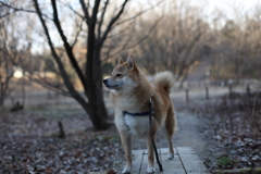 今朝のコロン君