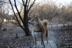 今朝のコロン君