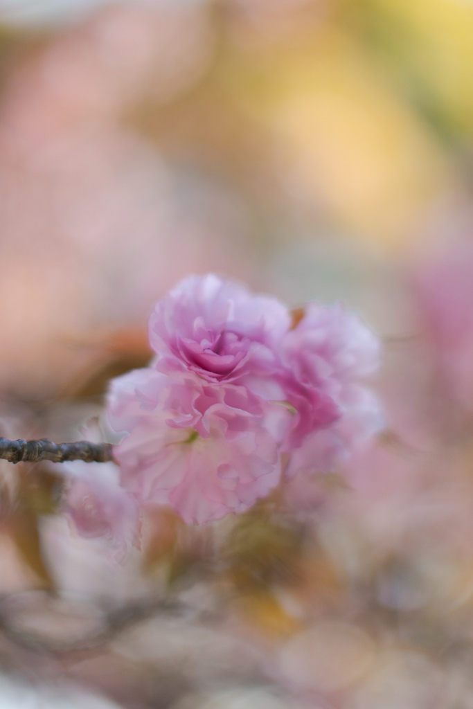 八重桜　①