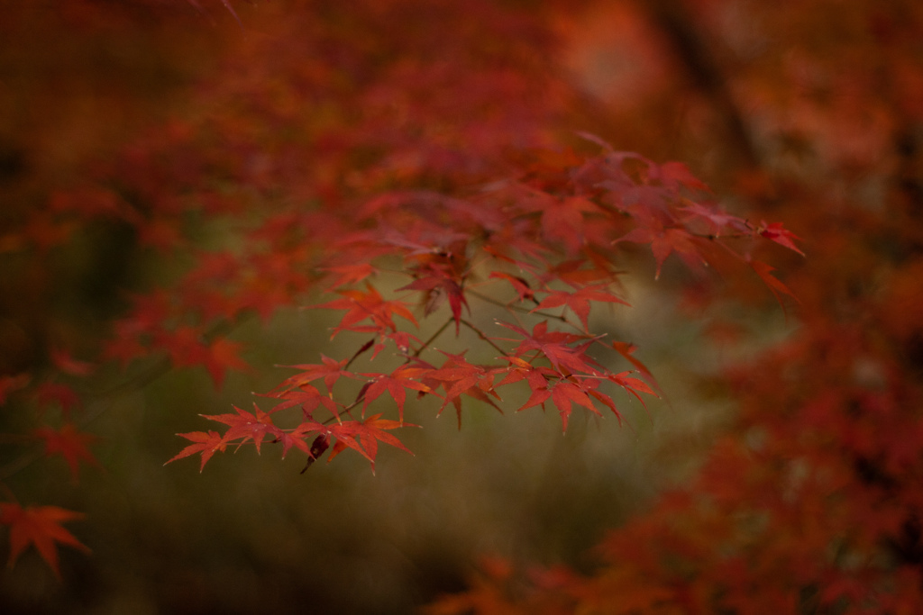 紅葉　まだまだ撮ります　オールドレンズ①