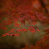 紅葉　まだまだ撮ります　オールドレンズ①