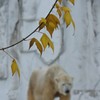 しろくま君家の紅葉