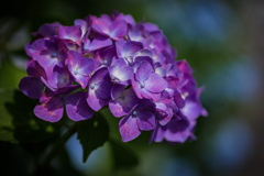 紫陽花　㉚　