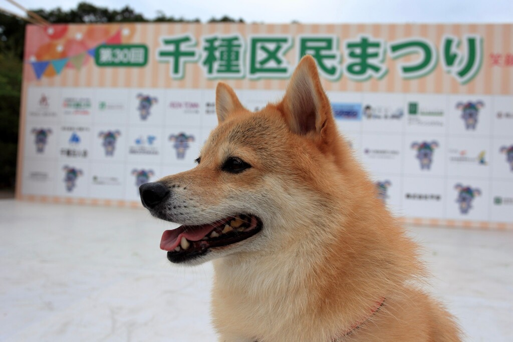 コロン君　千種区民まつり準備中