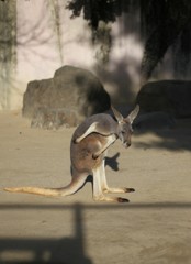 カンガルー　東山動植物園