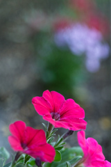 道端のお花シリーズ