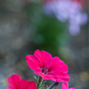 道端のお花シリーズ