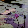 睡蓮と糸トンボ　フィルム