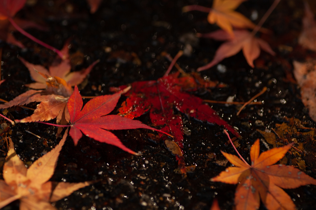 紅葉　落葉とアスファルト②