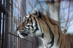 トラさんまで約50センチ　東山動植物園