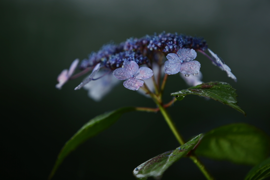 雨を待ちわびる