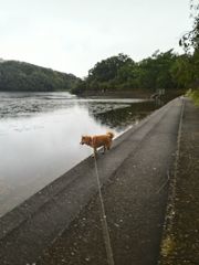 スマホ撮影　ＨＤＲモード