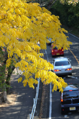 紅葉シーズンの宿命　東山動植物園