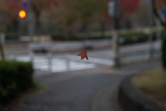 紅葉　空中浮遊