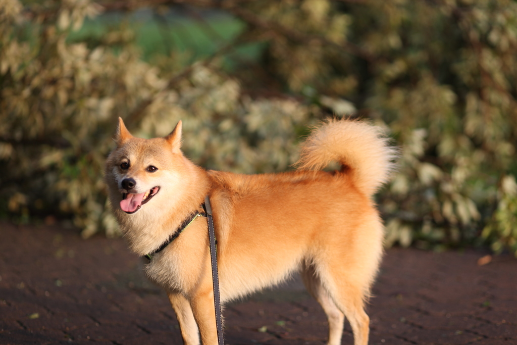 コロン君　倒木の背景　　ぼかし過ぎ・・・