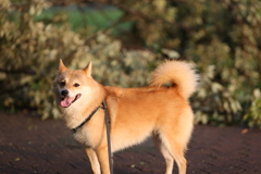 コロン君　倒木の背景　　ぼかし過ぎ・・・