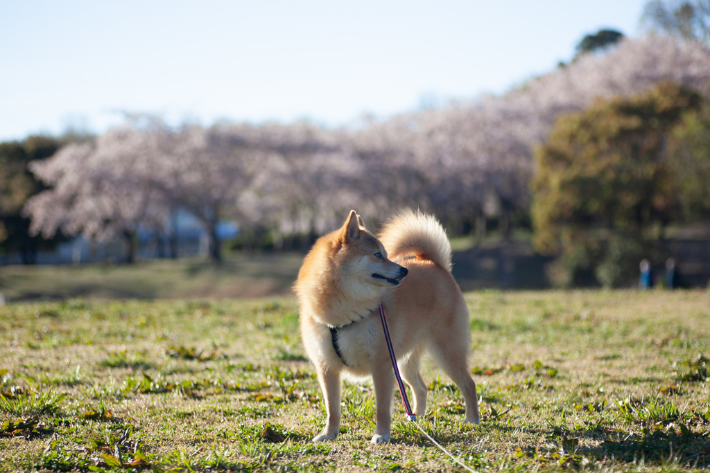 桜とコロン君　