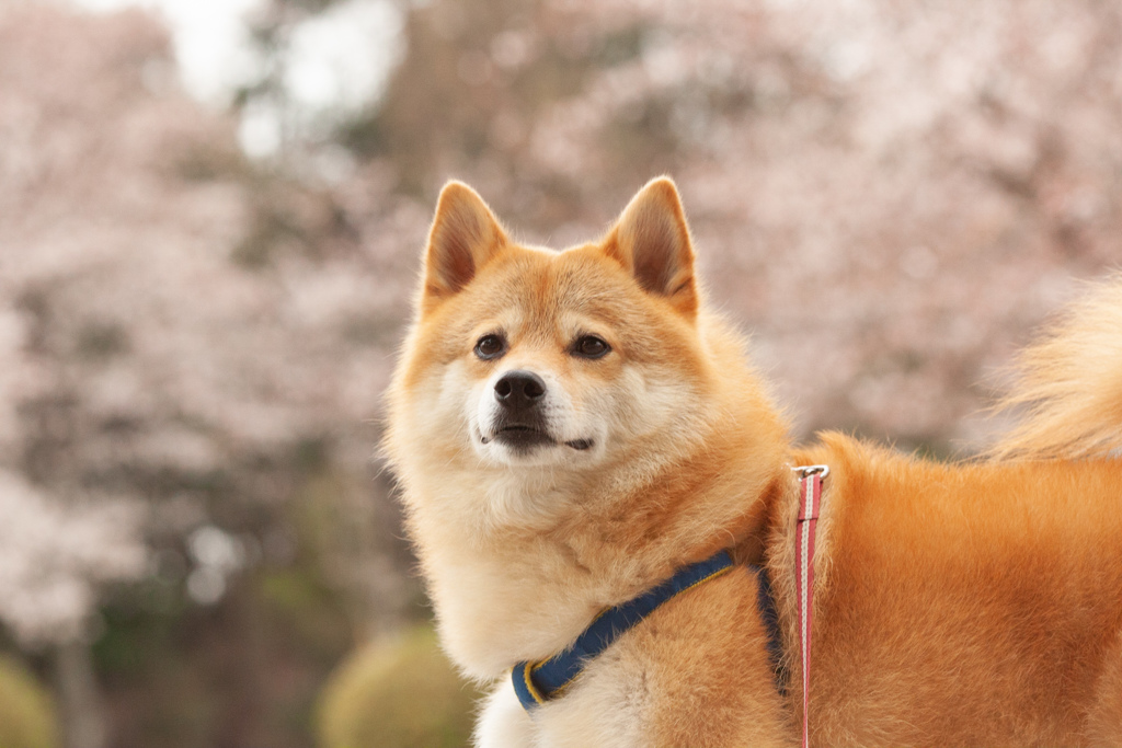 コロン君と桜　三分咲き