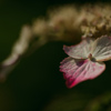 紫陽花　⑲