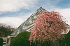 梅　農業センター　フィルム　CANON F-1