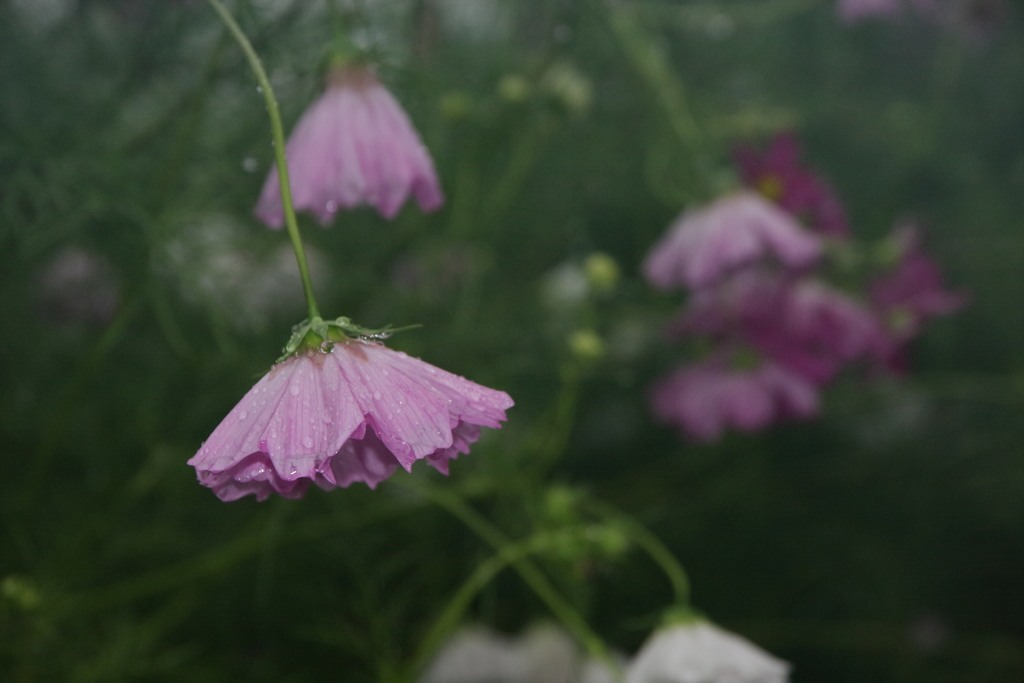 雨のコスモス　