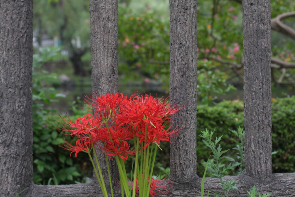 彼岸花　平和公園