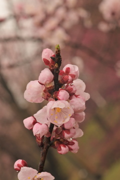 さくらシーズン開幕　その②　蕾