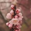 さくらシーズン開幕　その②　蕾