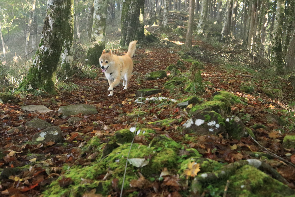 山歩き