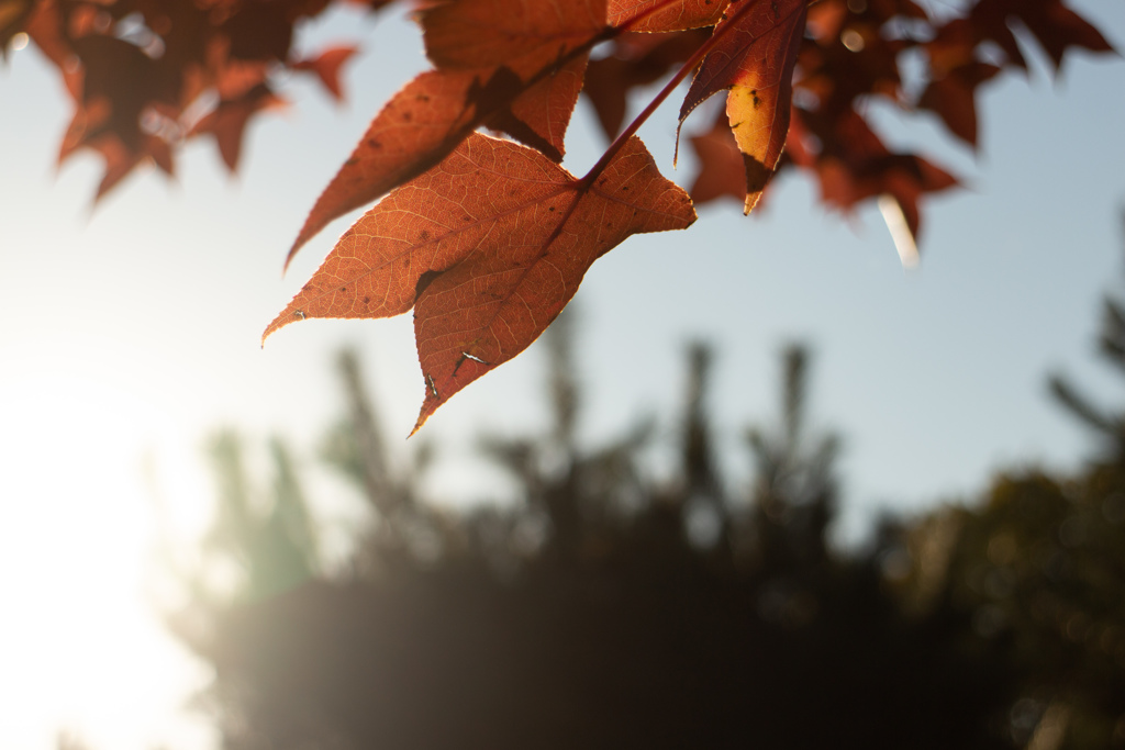 紅葉　メイプルリーフ　逆光課題